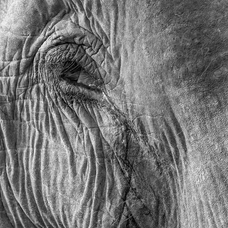 Eye of a captive Asian elephant (Elephas maximus), seen in Sauraha, at the edge of Chitwan National Park, the UNESCO World Heritage Site. A monochrome, greyscale photograph. Ratnanagar Municipality, Chitwan District, Bagmati Province, Nepal, Asia