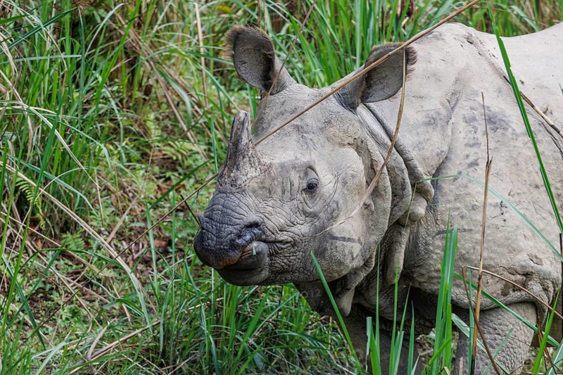 Indian rhinoceros, Rhinoceros unicornis, photographed in the wild, in the Chitwan National Park, the UNESCO World Heritage Site. Chitwan District, Bagmati Province, Nepal, Asia