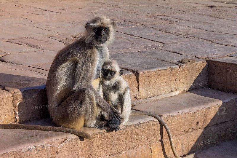 Gray langurs (Semnopithecus entellus), a mother with baby, in the historical monument of Chittorgarh fort, photographed in the warm light of a late afternoon. Rajasthan, India, Asia