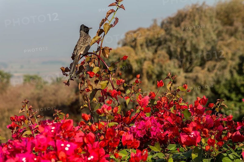 Red-vented Bulbul (Pycnonotus cafer) sitting on a Bougainvillea shrub. Buddhist Monuments at Sanchi, a UNESCO World Heritage Site. Madhya Pradesh, India, Asia