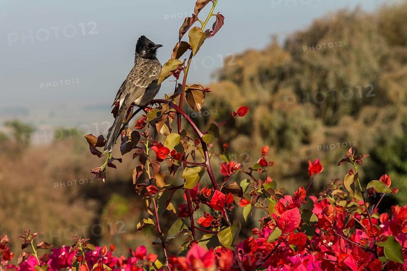 Red-vented Bulbul (Pycnonotus cafer) sitting on a Bougainvillea shrub. Buddhist Monuments at Sanchi, a UNESCO World Heritage Site. Madhya Pradesh, India, Asia
