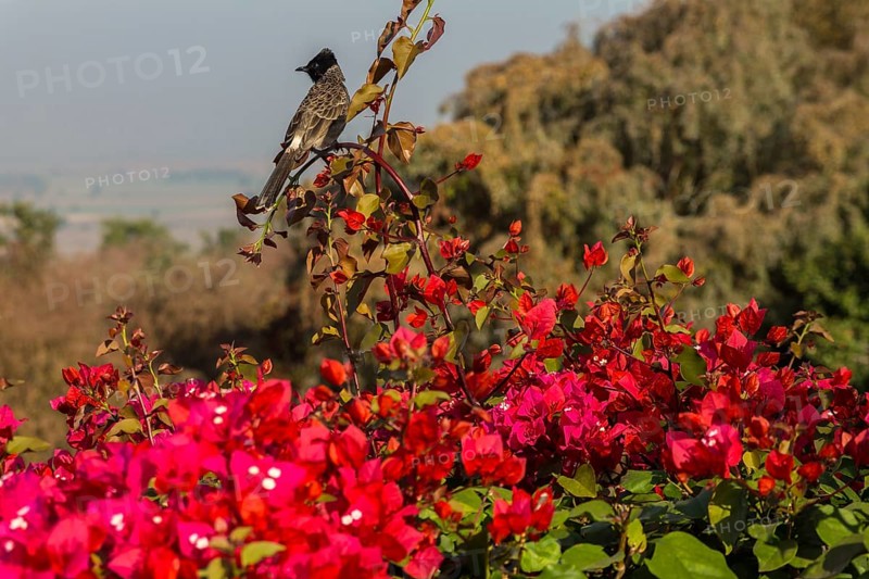 Red-vented Bulbul (Pycnonotus cafer) sitting on a Bougainvillea shrub. Buddhist Monuments at Sanchi, a UNESCO World Heritage Site. Madhya Pradesh, India, Asia