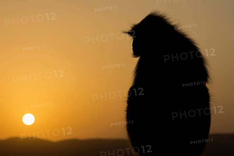 A gray langur (Semnopithecus entellus) monkey watching the sunrise from a hilltop above Pushkar. Rajasthan, India, Asia