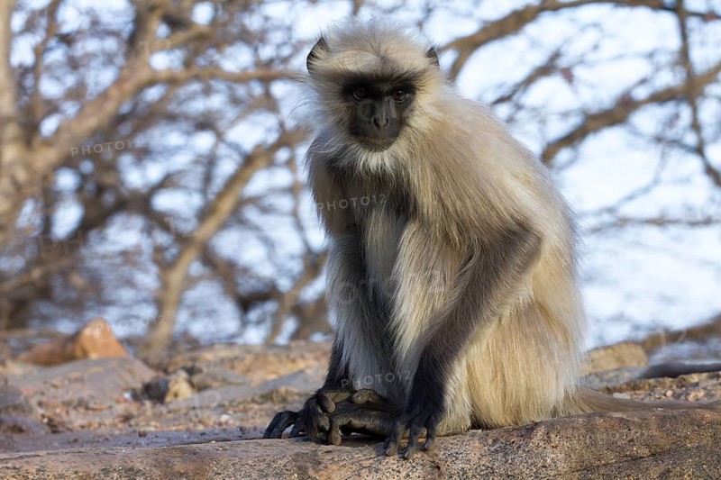 Gray langur (Semnopithecus entellus) monkey photographed in Pushar, in Rajasthan, India, Asia