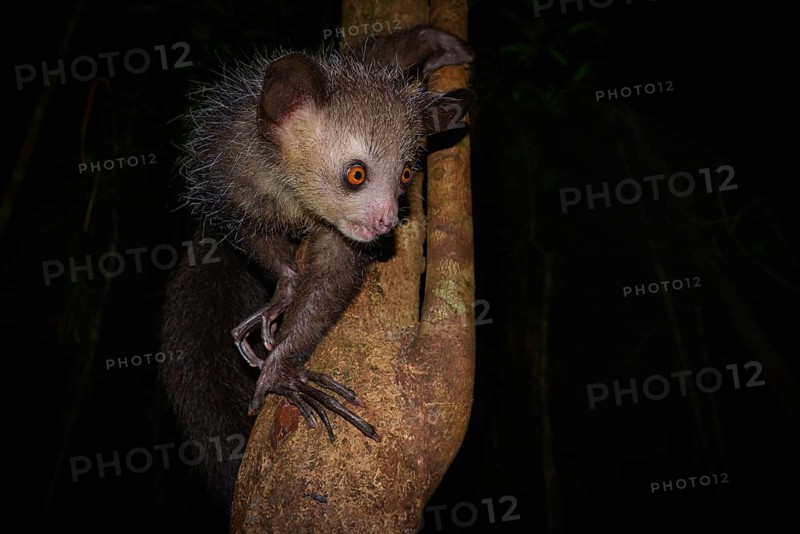 Aye-aye (Daubentonia madagascariensis) in the rainforests of East Madagascar, Madagascar, Africa