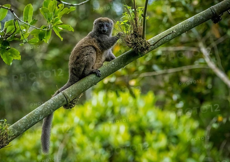 Grey bamboo lemur in the rainforests of Andasibe National Park in eastern Madagascar