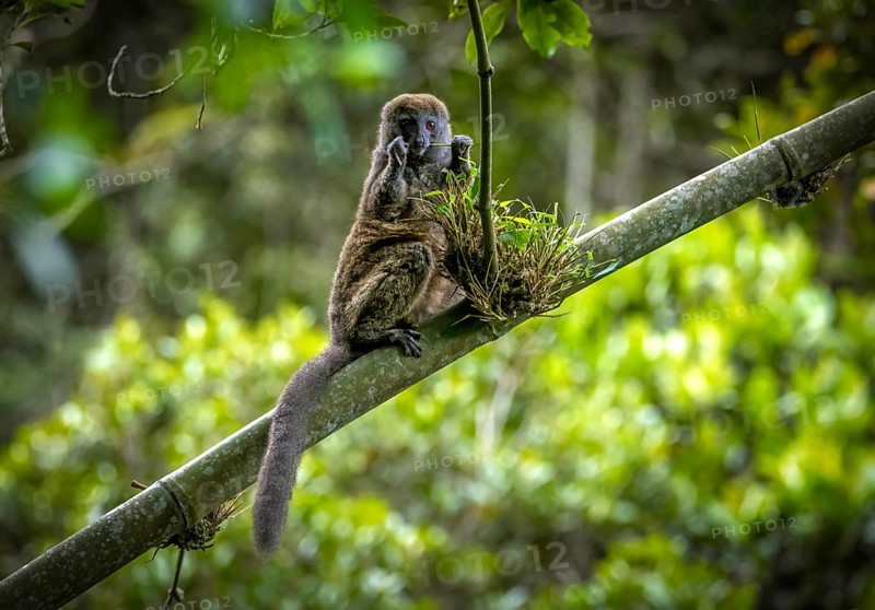 Grey bamboo lemur in the rainforests of Andasibe National Park in eastern Madagascar