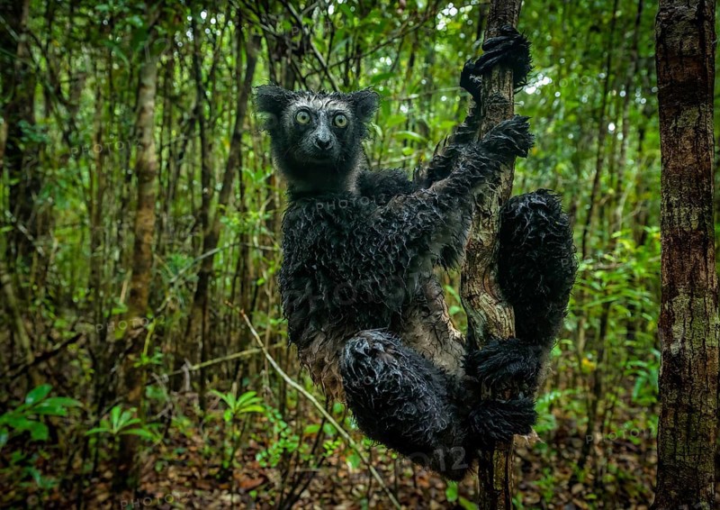 Indri lemur in the rainforests of eastern Madagascar, Madagascar, Africa
