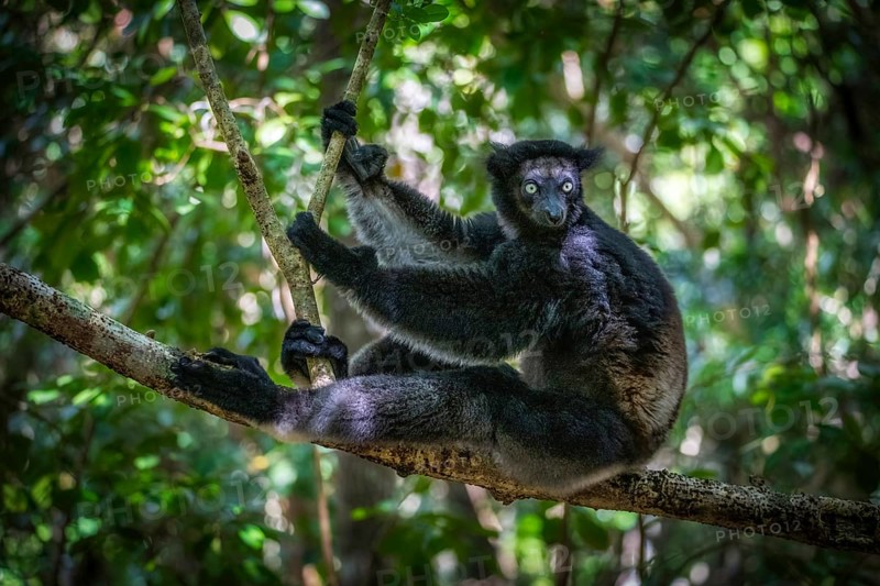 Indri lemur in the rainforests of eastern Madagascar, Madagascar, Africa