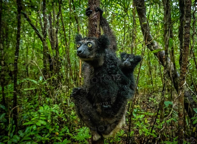 Indri lemur with young in the rainforests of eastern Madagascar, Madagascar, Africa
