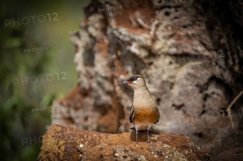 Pratincole at the Canal de Pangalanes on the east coast of Madagascar