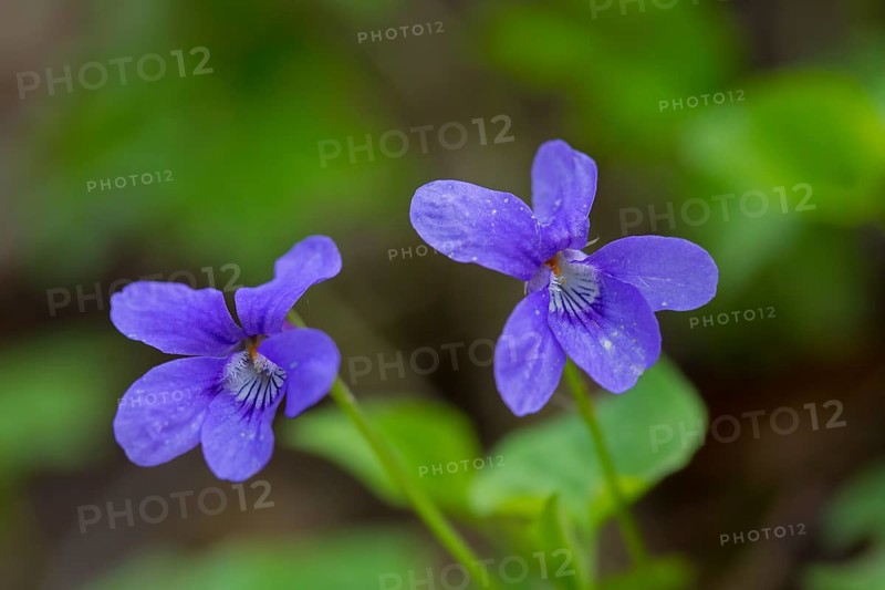 Early dog-violet, pale wood violets (Viola reichenbachiana, Viola sylvestris) in flower in spring