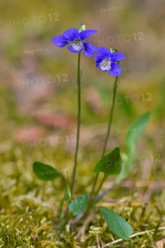 Early dog-violet, pale wood violets (Viola reichenbachiana, Viola sylvestris) in flower in spring