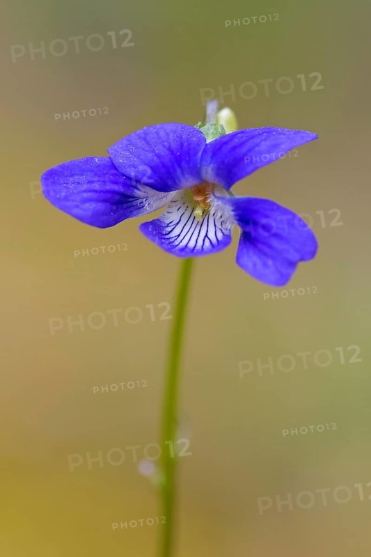 Early dog-violet, pale wood violet (Viola reichenbachiana, Viola sylvestris) in flower in spring
