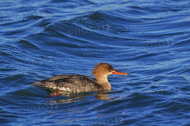 Red-breasted merganser (Mergus serrator, Merganser serrator) female swimming along the North Sea coast in winter