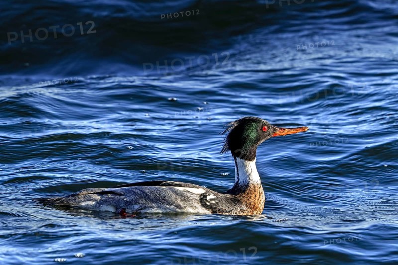 Red-breasted merganser (Mergus serrator, Merganser serrator) male swimming along the North Sea coast in winter