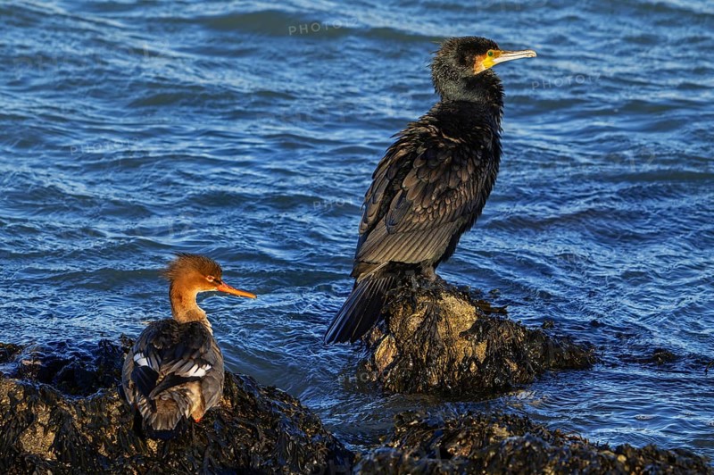 Red-breasted merganser (Mergus serrator) female and great cormorant (Phalacrocorax carbo) resting on rock along the North Sea coast in winter