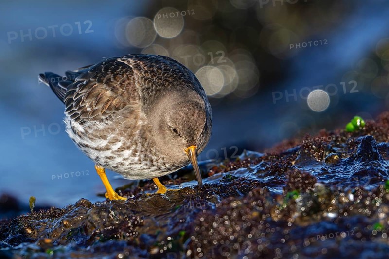 Purple sandpiper (Calidris maritima) in non-breeding plumage foraging on rocky shore covered in seaweed along the North Sea coast in winter