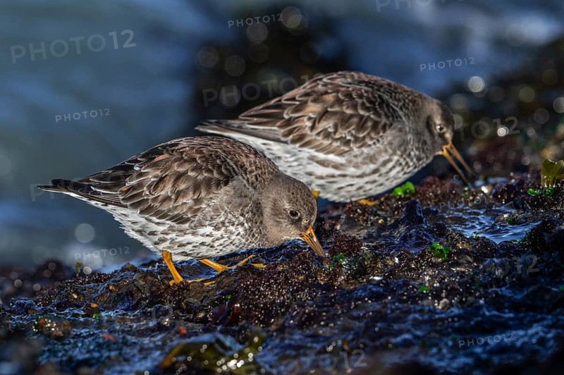 Two purple sandpipers (Calidris maritima) in non-breeding plumage foraging on rocky shore covered in seaweed along the North Sea coast in winter