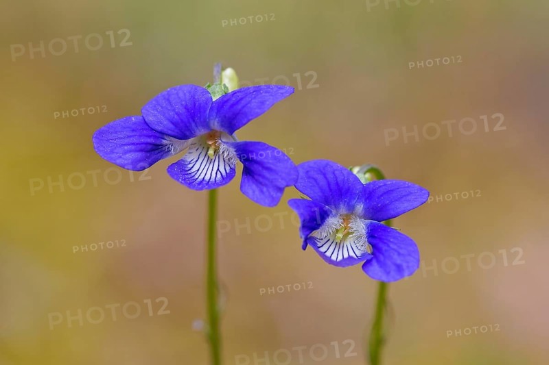 Early dog-violet, pale wood violets (Viola reichenbachiana, Viola sylvestris) in flower in spring