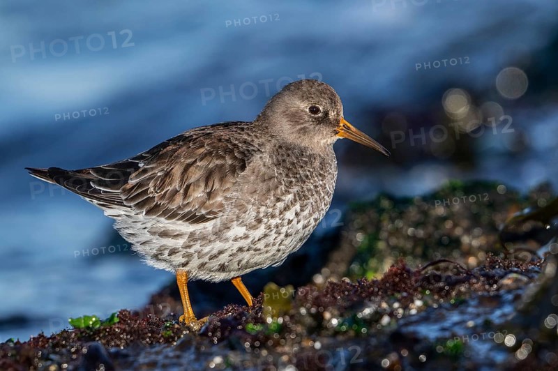 Purple sandpiper (Calidris maritima) in non-breeding plumage foraging on rocky shore covered in seaweed along the North Sea coast in winter