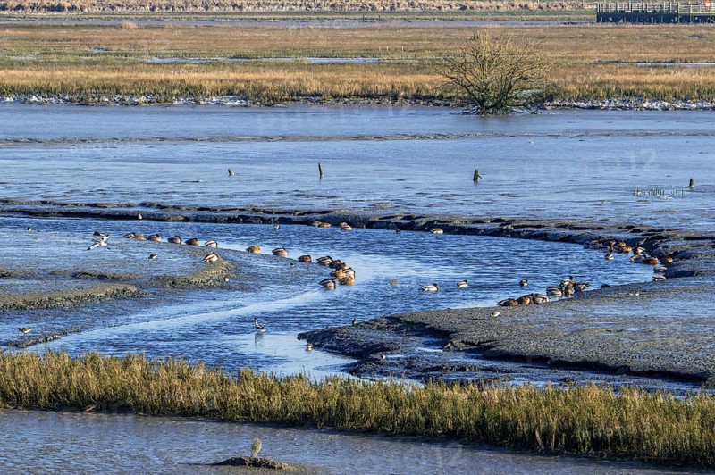 Waders, wading birds and mallards, wild ducks resting in intertidal salt marsh, saltmarsh at the Zwin plain in winter, Knokke-Heist, Belgium, Europe