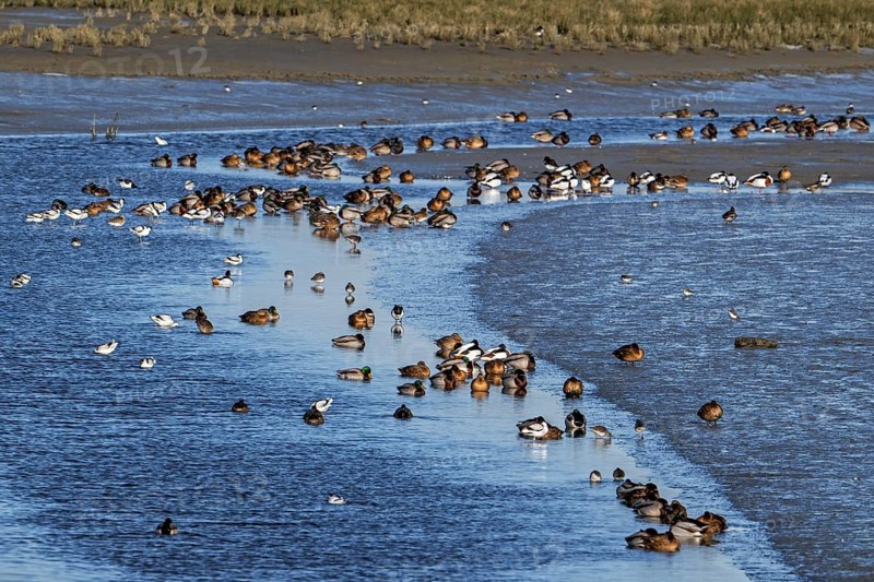 Waders, wading birds and mallards, wild ducks resting in intertidal salt marsh, saltmarsh at the Zwin plain in winter, Knokke-Heist, Belgium, Europe