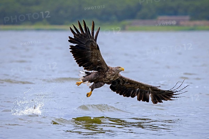 White-tailed eagle, Eurasian sea eagle (Haliaeetus albicilla) adult missed catching fish from lake's water surface, Mecklenburg-Vorpommern, Germany, Europe