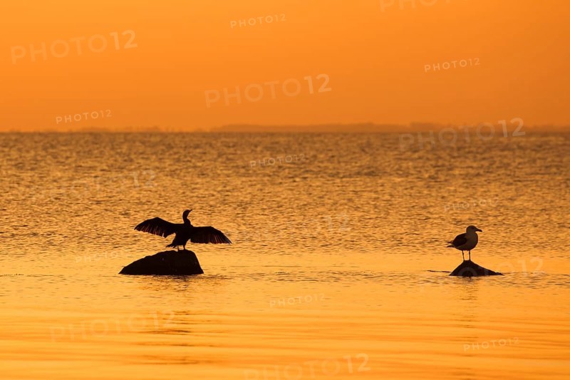 Great black-backed gull and great cormorant on rock, drying its wings silhouetted against orange sunset sky along the Baltic Sea coast, Germany, Europe