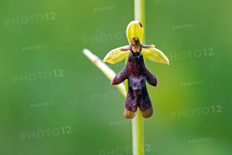 Fly orchid (Ophrys insectifera, Epipactis myodes) in flower in spring