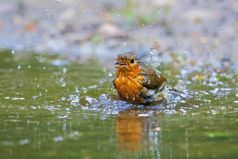 European robin (Erithacus rubecula) bathing and splashing in shallow water from pond, rivulet