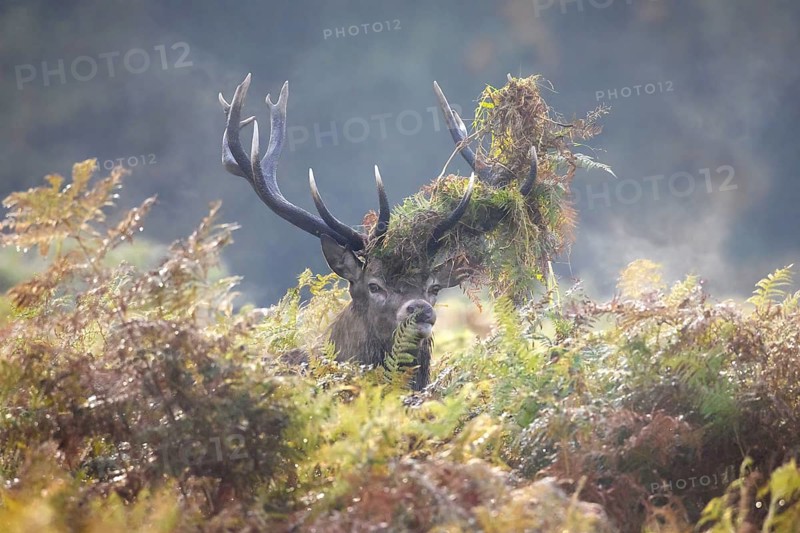Red deer (Cervus elaphus) stag looking through bracken with antlers covered in ferns and vegetation in misty forest during the rut in autumn, fall