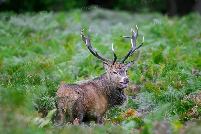 Red deer (Cervus elaphus) stag standing among bracken ferns while bellowing in forest during the rut in autumn, fall