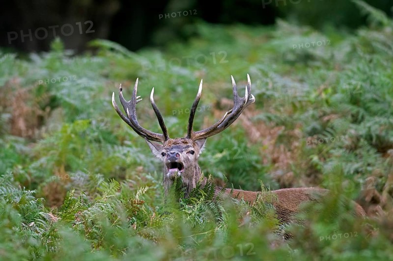 Red deer (Cervus elaphus) stag standing among bracken ferns while bellowing in forest during the rut in autumn, fall