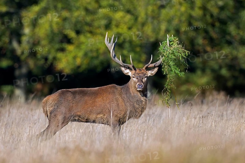 Red deer (Cervus elaphus) stag with antlers covered in ferns and vegetation standing in grassland at forest's edge during the rut in autumn, fall