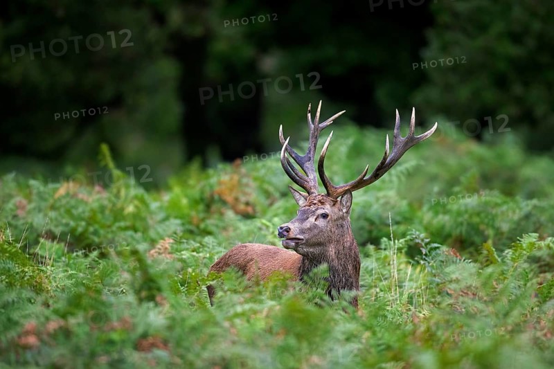 Red deer (Cervus elaphus) stag standing among bracken ferns in forest during the rut in autumn, fall