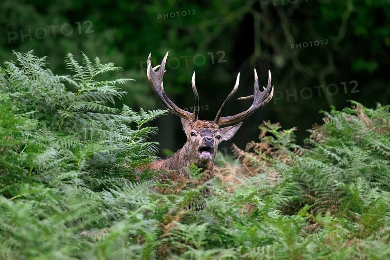Red deer (Cervus elaphus) stag standing among bracken ferns while bellowing in forest during the rut in autumn, fall