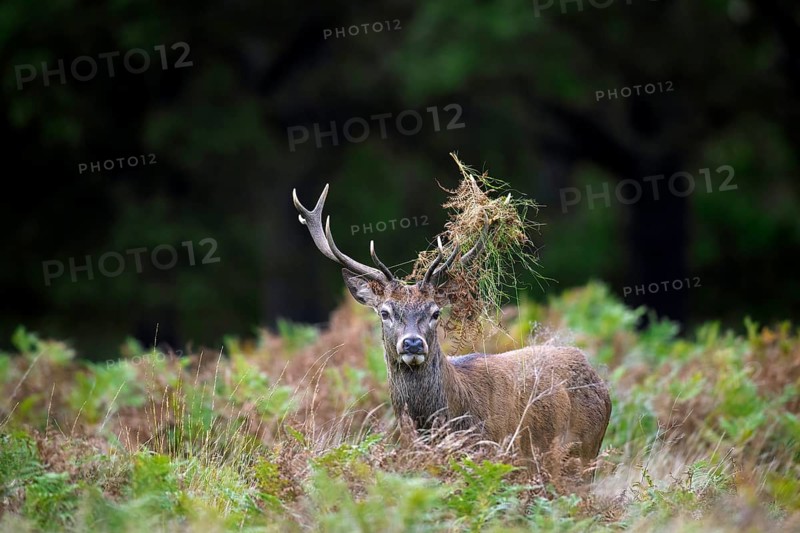 Red deer (Cervus elaphus) stag standing among bracken with antlers covered in ferns and vegetation in forest during the rut in autumn, fall