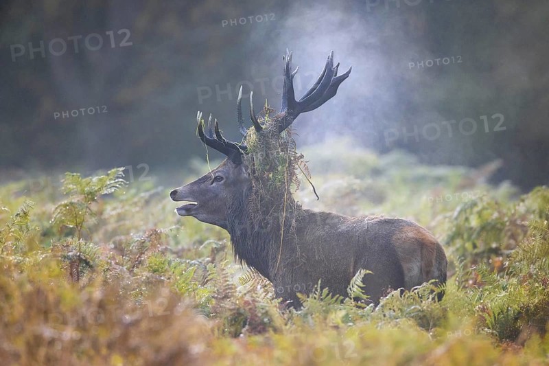 Red deer (Cervus elaphus) stag bellowing among bracken with antlers covered in ferns and vegetation in misty forest during the rut in autumn, fall