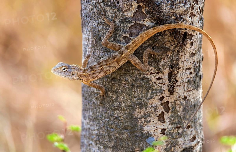 Oriental garden lizard (Calotes versicolor) from Tadoba NP, India, Asia