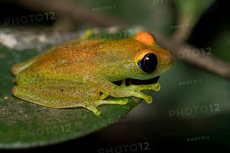 Green bright-eyed frog (Boophis viridis) from Andasibe, eastern Madagascar