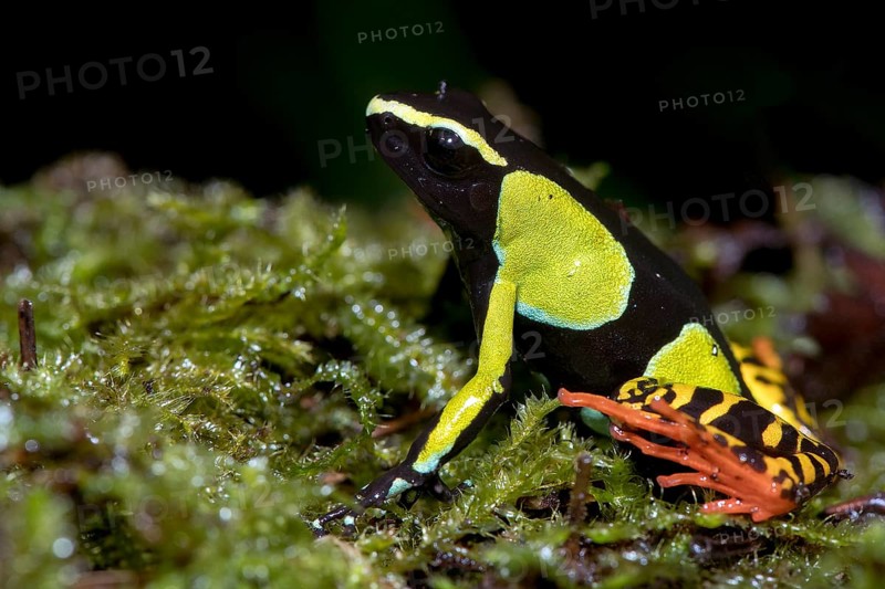 Baron's Mantella (Mantella baroni) from Ranomafana NP, eastern Madagascar