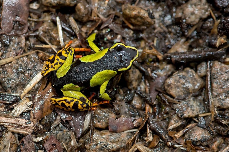 Baron's Mantella (Mantella baroni) from Ranomafana NP, eastern Madagascar