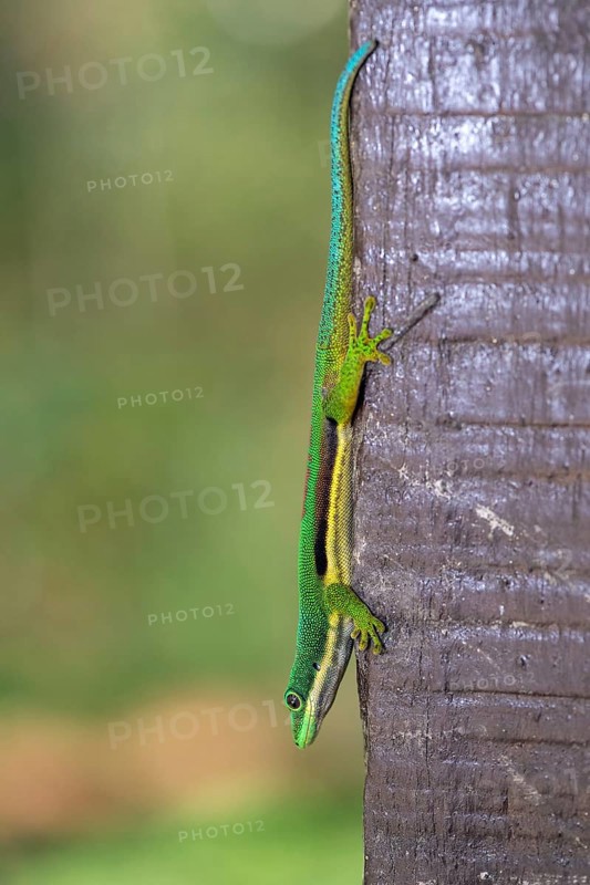 Lined day gecko (Phelsuma lineata) from Andasibe, Madagascar, Africa