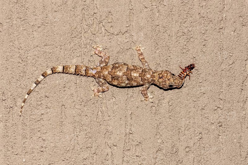 Tropical house gecko (Hemidactylus mabouia) feeding on insects in Zimanga, South Africa, Africa