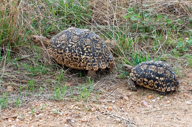 Pair of leopard tortoise (Stigmochelys pardalis) from Kruger NP, South Africa, Africa