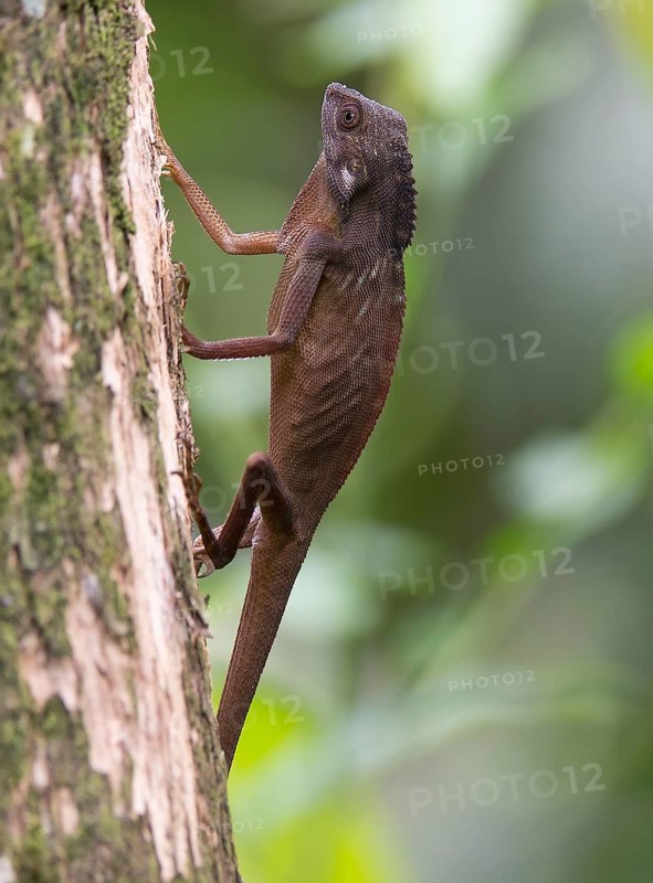 Comb-crested agamid (Gonocephalus liogaster) from Sepilok, Sabah, Borneo