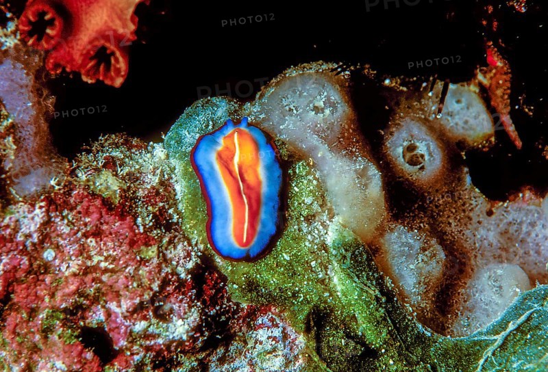 The terebellid flatworm Pseudoceros susanae from a coral reef in the maldives