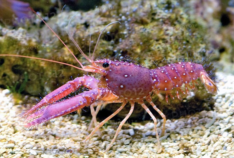 Hawaiian reef lobtser (Enoplometopus occidentalis)