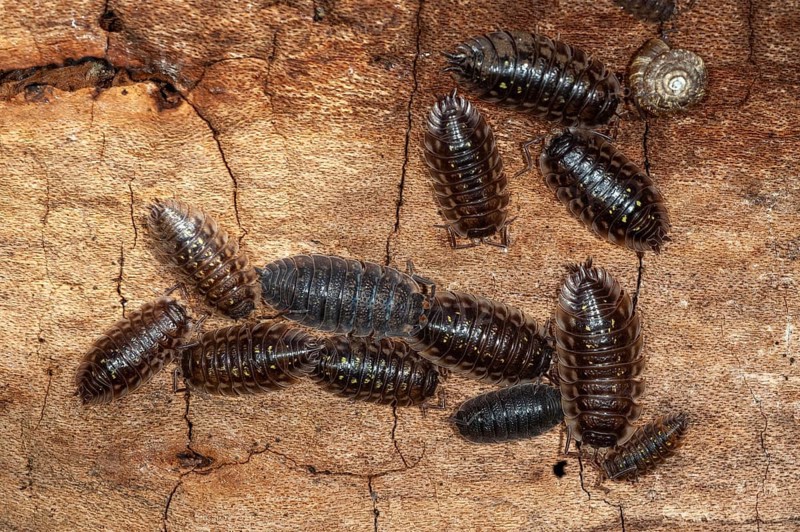 Common woodlouse (Oniscus asellus) from south-western Norway